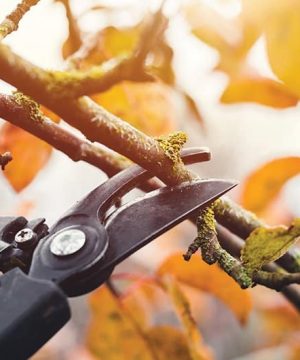 shutterstock 1871437741